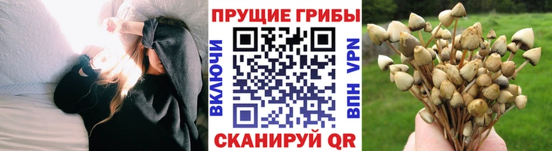 Галлюциногенные грибы Psilocybine cubensis  Назарово 